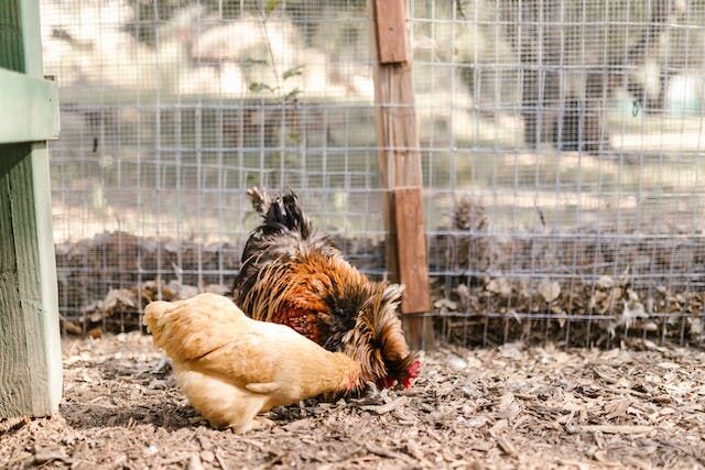 Chicken in coop without pests